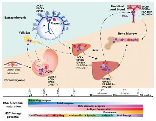 The developmental journey of human HSCs. Schematic diagram showing human HSCs throughout gestation as they migrate between intra and extraembryonic niches. HSCs are generated in the lateral plate mesoderm–derived AGM region, where they show an undifferentiated and developmentally immature phenotype. As HSCs emerge from the IAHCs, they follow circulation to the placenta and the yolk through the main arterial outlets of the aorta, the umbilical and vitelline arteries. In extraembryonic sites, HSCs suppress endothelial identity and show transcriptional priming for erythro-megakaryocytic fates. HSCs return to the embryo after CS17 as they colonize the liver for developmental maturation and initiate lineage differentiation. Over time, HSCs acquire multilineage differentiation ability as they switch from erythro-megakaryocytic bias to multilineage potential, including myeloid and lymphoid lineages. They express fetal HSC surface marker GPI80 and acquire HSC maturity markers (PROM1/CD133 and antigen presentation machinery). They gradually lose intrinsic fetal properties and boost HSC self-renewal program, while transitioning toward homeostatic state. During the second trimester, HSCs transition to the BM, where they transition to deeper quiescence and complete developmental maturation. HSC shuttling between intra- and extraembryonic sites (dashed arrows) continues throughout gestation as evidenced by their presence in the placental umbilical cord blood at birth.