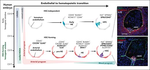 Specification and emergence of HSCs via EHT in the human AGM region. Schematic representation of the establishment of HSC-forming HE in the human AGM region. At CS14/15, an arterially specified HOXA-patterned EC gives rise to an arterial subset termed pre-HE, characterized by ALDH1A1 (RA-signaling) and IL-33 expression. HE is specified from pre-HE by the hematopoietic transcription factor RUNX1 in cells that upregulate KCNK17, CD44, and WNT inhibitors (DKK1), and gives rise to SPINK2+CD45+ nascent HSCs. In the earlier embryo (CS10-11), HE that generates HSC-independent progenitors is specified from immature endothelial precursors that express embryonic genes (LIN28A) and lack HOXA patterning and arterial identity. (Right) Immunofluorescence validation of stage-specific markers indicate the emergence of human HSCs from IAHC in sections of CS15 human AGM. Modified from Calvanese et al.15