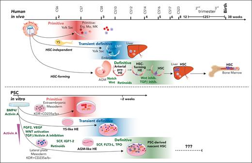 Comparative view of human developmental hematopoiesis in human embryo in vivo and during PSC differentiation in vitro. Top schematic diagram represents developmental hematopoietic waves in humans. The primitive wave composed of primitive erythroid, megakaryocytic, and macrophage progenitors is followed by a transient definitive wave consisting of multiple hematopoietic progenitors (YSPMs and LMPs; Figure 1). These progenitor waves also give rise to long-lasting tissue-resident macrophages and unique γ/δ T-cells. At CS14/CS16, the definitive hematopoietic wave in the embryo gives rise to HSC-forming HE and the HSC lineage. An arterially specified EC in the aorta, characterized by active Notch, WNT, and transforming growth factor βsignaling and patterned by retinoids, undergoes EHT by inhibiting WNT and transforming growth factor β pathways and activating hematopoietic signaling. HSC functional maturation is attained in the liver during following weeks via yet unknown niche signals. It has been possible to recapitulate the early steps of the distinct hematopoietic waves to differentiate PSCs to both YS-like and AGM-like HE precursors and their progeny (bottom). BMP4-mediated mesoderm induction with sequential addition of other morphogens and cytokines, including small molecule–mediated WNT activation, activin A inhibition, and use of retinoids, have been optimized for the generation of diverse intra and extraembryonic-type mesodermal precursors. However, the generation of functionally mature and robustly engraftable human HSCs in culture requires further optimization of the culture microenvironment. SCF, stem cell factor; TPO, thrombopoeitin; VEGF, vascular endothelial growth factor.