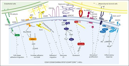 Hematopoietic stem cell markers and their potential signaling interactions governing their biology. A schematic diagram of potential signaling pathways downstream of key markers expressed on CD34+(CD38/CD45RA)–EPCR+ HSCs (which are also CD49f+ and CD90+/−) upon interacting with their potential ligands in the niche. This highly HSC-enriched population highly expresses CD33, CD93, CD117, CD133, and CD143.30 We hypothesize that these cells may also express GPRC5C and CD370 as well as PAR1 and ATR1 (to convey the EPCR/APC/PAR1 and CD143/Ang-/ATR1 signaling, respectively).