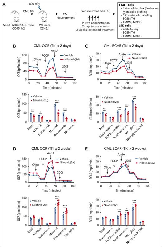 TKI treatment leads to dynamic alterations in glycolysis and OXPHOS in CML progenitors. (A) Overall experimental strategy. BM cells (2 × 106) from BCR-ABL transgenic mice (CD45.1/2) in which leukemia had been induced by tetracycline withdrawal were transplanted into CD45.1 recipient mice. Once mice had developed leukemia 6 or 8 weeks after transplantation, they were treated with nilotinib (TKI) or vehicle for 2 days or 2 weeks. BM c-Kit+ cells and LSK cells were selected and studied as shown. (B-C) Extracellular flux analysis of OCR (B) and ECAR (C) in CML BM c-Kit+ cells after 2 days of nilotinib treatment (n = 4 mice each). (D-E) Extracellular flux analysis of OCR (D) and ECAR (E) in CML BM c-kit+ cells after 2 weeks of nilotinib treatment (n = 5-6 mice each). Significance values: ∗P < .05; ∗∗P < .01; ∗∗∗P < .001. Results represent the mean ± standard error of mean (SEM) of multiple replicates.