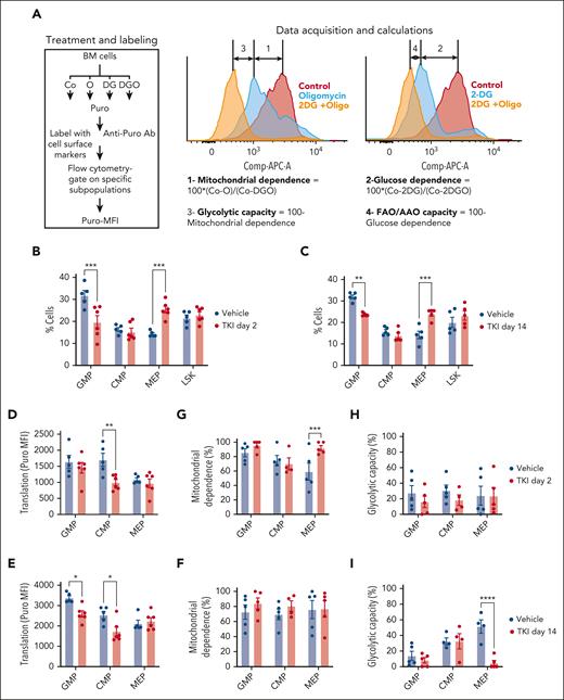 TKI treatment leads to metabolic reprogramming and selection of CML progenitor subpopulations. (A) Overview of the SCENITH assay performed using the BM of CML mice treated with vehicle or nilotinib (TKI) for 2 days and 2 weeks. The SCENITH assay uses flow cytometry to measure changes in the level of translation in response to inhibitors as a measurement for cellular metabolism. BM cells were divided and separately treated with 2-deoxyglucose (DG), oligomycin (O), and DG + O, together with controls (Cos) incubated without inhibitors, and labeled with puromycin (Puro). After cell surface labeling and intracellular labeling for Puro, different subpopulations were analyzed via flow cytometry for Puro-MFI response to the various inhibitors. Calculations of metabolic dependencies and capacities based on Puro-MFI are shown. (B-C) GMP, common myeloid progenitor (CMP), MEP, and LSK cell frequency within CML c-Kit+ cells (n = 5-6), as assessed via flow cytometry, after treatment with TKI for 2 days (B) or 2 weeks (C). (D-E) Protein synthesis (Puro-MFI) within committed progenitors (GMPs, CMPs, and MEPs) after 2 days (D) and 14 days (E) of TKI treatment. (F-I) Mitochondrial dependence and glycolytic capacity within GMPs, CMPs, and MEPs after 2 days (F,H) and 14 days (G,I) of TKI treatment. Significance values: ∗P < .05; ∗∗P < .01; ∗∗∗P < .001; and ∗∗∗∗P < .0001. Results represent mean ± SEM of multiple replicates. AAO, amino acid oxidation; MFI, mean fluorescence intensity.