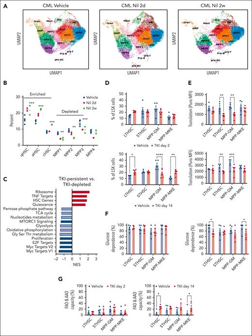 Enrichment of primitive CML stem cell subpopulations after TKI treatment. LSK cells were isolated from the BM of CML mice treated with vehicle or nilotinib (Nil) for 2 days or 2 weeks, and scRNA sequencing was performed using the 10x Genomics platform. Cluster identification was based on gene profiles. Clusters are color coded. (A) Uniform manifold approximation and projection (uMAP) display of scRNA sequencing from CML LSK cells treated with vehicle (n = 42 238 single cells, 4 samples), nilotinib for 2 days (n = 15 911 single cells; 2 samples), or nilotinib for 2 weeks (n = 11 449 single cells; 2 samples). (B) The percent of indicated clusters within CML LSK after treatment with vehicle, NIL for 2 days, or NIL for 2 weeks. (C) Gene set enrichment analysis subpopulations of gene sets (FDR < 0.05) comparing TKI-persistent with TKI-depleted clusters. Net enrichment score (NES), and statistical significance (FDR) are represented by color and size, respectively. (D-G) The SCENITH assay was performed on BM cells from CML mice treated with vehicle or NIL (TKI) for 2 days and 14 days (n = 5-6). (D) LTHSC, short-term HSC (STHSC), MPP-GM, and MPP-MKE frequency within CML LSK cells, assessed via flow cytometry, after treatment with TKI for 2 days (left) and 14 days (right). (E) Protein synthesis (Puro-MFI) within LSK subpopulations after 2 days (top) and 14 days (bottom) of TKI treatment. (F-G) Glucose dependence (F) and FAO/AAO capacity (G) within LSK subpopulations after 2 days (top) and 14 days (bottom) of TKI treatment. Significance values: ∗P < .05; ∗∗P < .01; ∗∗∗P < .001; and ∗∗∗∗P < .0001. Results represent mean ± SEM of multiple replicates. FDR, false discovery rate; MK, megakaryocytic progenitors; TNF, tumor necrosis factor.
