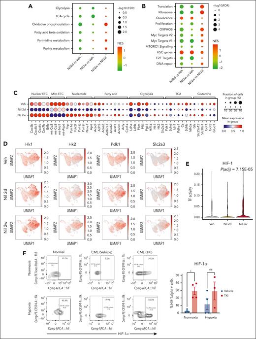 Alterations in metabolic gene signatures in primitive quiescent leukemia stem cells in response to TKI treatment. (A-B) Dot plots showing enrichment of metabolism-related gene sets (A) and hallmark gene sets (B) in the qHSC cluster, comparing cells treated with nilotinib for 2 days (Nil 2d) with vehicle (Veh) (left), with nilotinib for 2 weeks (Nil 2w) vs vehicle (middle), or with nilotinib for 2 weeks vs 2 days (right). NES and statistical significance (FDR) are represented by color and size, respectively. (C) Dot plot showing expression of genes within metabolic pathways in CML qHSC, treated with Veh, Nil 2d, and Nil 2w. The statistical significance (FDR) and fraction of cells expressing the gene are represented by color and size, respectively. (D) uMAP showing the expression of Hk1, Hk2, Pdk1, and Slc2a3 in CML LSK cells treated with vehicle, Nil 2d, or Nil 2w. (E) Enrichment of the HIF-1 regulon in CML qHSC treated with Nil 2d or Nil 2w compared with Veh, based on pySCENIC analysis. (F) The percentage of HIF-1α–expressing normal LTHSCs, CML LTHSCs treated with vehicle, and CML LTHSCs treated with Nil (TKI) for 2 weeks in normoxic or hypoxic conditions (n = 3-4). Significance values: ∗P < .05. Results represent mean ± SEM of multiple replicates.