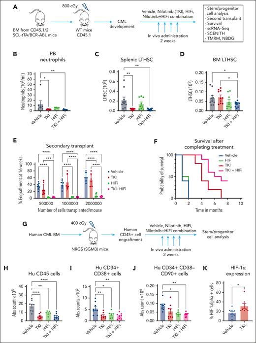 HIF-1 inhibition depletes CML stem cells in combination with TKI treatment. (A) Experimental strategy. BM cells (2 × 106) from BCR-ABL transgenic mice (CD45.1/2) in which leukemia had been induced via tetracycline withdrawal were transplanted into CD45.1 recipient mice. Once mice had developed leukemia 6 or 8 weeks after transplantation, they were treated with vehicle, nilotinib (TKI, 50 mg/kg per day by oral gavage), HIFi (echinomycin 10 mg/kg, intraperitoneal for 5 consecutive days, with 2 days off times, 2 cycles), or the combination for 14 days. Mice were euthanized, and PB, the BM, and the spleen were harvested for analysis (n = 6-10). (B) Total neutrophils (based on differential count) in the PB are shown. (C) Total number of LTHSCs in the spleen are shown. (D) Total number of LTHSCs per 2 femurs and 2 tibiae (4 bones) are shown. (E) BM cells from CML mice treated with vehicle, nilotinib, HIFi, or combination for 2 weeks were transplanted in limiting-dilution transplantation (500 000 cells per mouse, n = 8; 1 000 000 cells per mouse, n = 6; and 2 000 000 cells per mouse, n = 6 each) into CD45.1 recipient mice together with competing normal CD45.2 cells (100 000 cells per mouse). Donor cell engraftment in the PB was evaluated after 16 weeks. (F) Kaplan-Meier plots of CML mice treated with vehicle, TKI, HIFi, or combination for 2 weeks and then followed-up for survival (n = 10 each). Log-rank test indicated significantly increased survival for combination- vs TKI-treated mice (P = .012). (G) Irradiated NRGS mice (400 cGy) received transplantation with human CML CD34+ BM cells (0.5×106 cells per mouse). After successful human cell engraftment was confirmed after 6 to 8 weeks, mice were treated with vehicle, nilotinib, HIFi, or combination for 14 days. Mice were euthanized and the BM was harvested for analysis (n = 6-8). (H-K) The absolute number of human CD45+ cells (H), human CD34+CD38+ cells (I), and human CD34+CD38−CD90+ cells (J) are shown. (K) The percent of human CD34+CD38−CD90+ cells expressing HIF-1α after vehicle and nilotinib treatment for 2 weeks are shown. Results represent mean ± SEM of multiple replicates. Significance values: ∗P < .05; ∗∗P < .01; ∗∗∗P < .001; and ∗∗∗∗ P < .0001. Hu, human; WT, wild-type.
