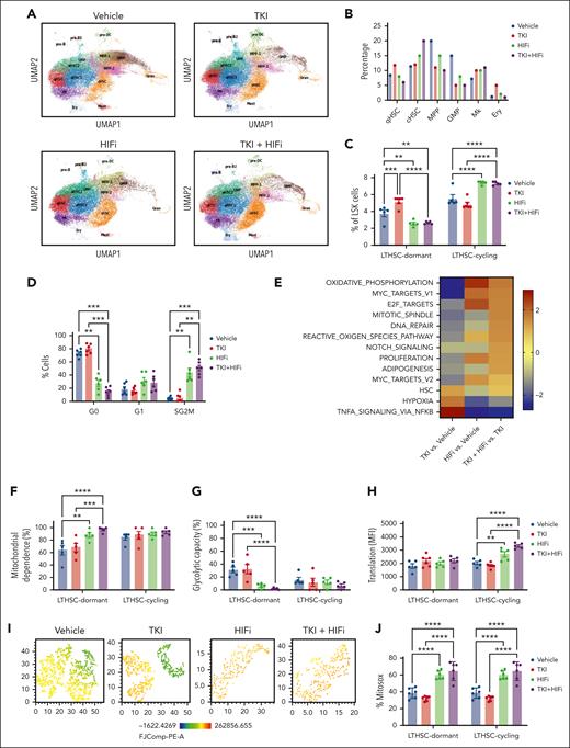 HIF-1 inhibition enhances mitochondrial activity, ROS, and cell cycling in TKI-treated CML stem cells. scRNA sequencing analysis was performed on LSK cells from CML mice treated with vehicle, nilotinib (TKI), echinomycin (HIFi), or the combination (TKI + HIFi). (A) uMAP display of CML LSK cells treated with vehicle (n = 12 368 single cells; 4 samples), TKI (n = 19 866 single cells; 2 samples), HIFi (n = 18 686 single cells; 4 samples), or the combination (n = 19 836 single cells; 4 samples). (B) The percentage of cells within individual clusters after treatment, as indicated. (C) Flow cytometry analysis of dormant LTHSCs (CD34−) and cycling LTHSCs (CD34+) after treatment, as indicated. (D) Cell cycle analysis of LTHSCs from CML mice treated with vehicle, TKI, HIFi, or the combination (n = 6 each) using Ki67-DAPI labeling. (E) NES of hallmark gene sets (FDR < 0.05) comparing combination-, TKI-, and vehicle-treated qHSCs. (F-H) Results of SCENITH analysis showing changes in protein synthesis (metabolic activity) (F), mitochondrial dependence (G), and glycolytic capacity (H) in cycling and dormant LTHSCs from mice receiving the indicated treatments (n = 5-6). (I) t-distributed stochastic neighbor embedding plot showing TMRM fluorescence in dormant LTHSCs from mice receiving the indicated treatments (n = 6, concatenated). (J) Mitochondrial ROS levels measured using Mitosox in dormant and cycling LTHSCs from mice receiving the indicated treatments (n = 6 each). Results represent mean ± SEM of multiple replicates. Significance values: ∗P < .05; ∗∗P < .01; ∗∗∗P < .001; ∗∗∗∗P < .0001.