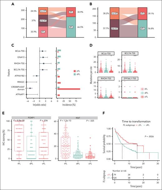 Validation of discovered FL subgroups in a separate cohort. (A-B) Distribution of samples between cFL and dFL for every sample. (C) Forest plot of mutations with differential frequency between cFL and dFL in the validation cohort. (D) Mutation burden at aSHM target sites across tumors in the validation cohort. The star indicates significant differences compared with dFL. (E) Immunohostochemistry results for FOXP1 and KI67 staining in the validation cohort. The star indicates significant differences compared with dFL. (F) The Kaplan-Meier curve showing the TTT (years) between cFL and dFL tumors in the validation cohort.