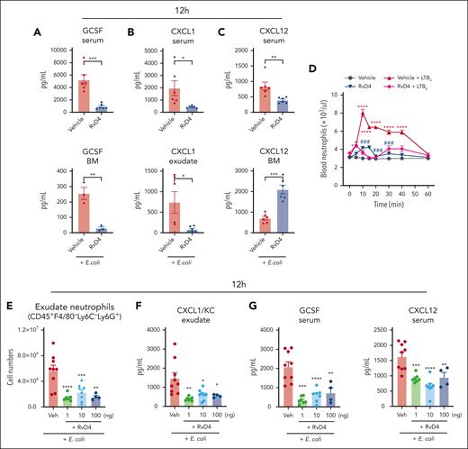 RvD4 regulates neutrophil infiltration in a dose-dependent manner. (A-C) Mice inoculated with E coli (105 CFU, IP) were also (IV) administered RvD4 (100 ng per mouse) or vehicle alone (0.01% v/v ethanol in saline). Exudates, whole blood, and BM cells were collected at 12 hours. Levels of G-CSF, CXCL1, and CXCL12 in the serum, BM, and exudate. Results are expressed as mean ± SEM; n = 3 to 5 samples per condition. RvD4 vs E coli + vehicle, ∗P < .05, ∗∗P < .01, ∗∗∗P < .001 using 2-tailed t test. (D) LTB4 whole-blood neutrophil mobilization. Naïve mice were IV administered LTB4 (red line), RvD4 (dark blue line), combination of RvD4 + LTB4 (purple), or vehicle only (0.01% ethanol v/v in saline). Neutrophils were enumerated by light microscopy and differential count. Results are expressed as mean ± SEM; n = 6 mice per condition. Time 0 minute vs 5, 10, 15, 20, 30, 40, and 60 minutes, respectively; ∗P < .05, ∗∗∗ P < .001, ∗∗∗∗P < .0001. RvD4 + LTB4 vs LTB4; ###P < .001, using 2-way ANOVA with Bonferroni multiple comparisons test. (E-G) Mice were inoculated with E coli (105 CFU, IP) and administered (IV) RvD4 at concentrations of 1, 10, or 100 ng per mouse, or vehicle only (0.01% v/v ethanol in saline). Exudates and whole blood were collected at 12 hours. (E) Cell number of neutrophils (CD45+F4/80−Ly6C−Ly6G+) in peritoneal exudates; (F) levels of CXCL1 in exudate; (G) levels of G-CSF and CXCL12 in the serum. (E-G) Results are expressed as mean ± SEM; n = 7 (RvD4, 1 ng per mouse), n = 8 (RvD4, 10 ng per mouse), n = 4 (RvD4, 100 ng per mouse), or n = 9 (E coli + vehicle). RvD4 vs E coli + vehicle; ∗P < .05, ∗∗P < .01, ∗∗∗P < .001, ∗∗∗∗P < .0001 with 2-way ANOVA with Bonferroni multiple comparisons test.