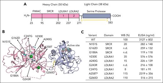 Genetic mutations surrounding the calcium in FI impair protein expression and function. (A) Linear structure of FI. FI is a multidomain glycoprotein composed of a heavy chain (50 kDa) and a light chain (38 kDa) held together by a disulfide bond (shown in yellow). The heavy chain is catalytically inactive and is composed of 4 domains (from the N-terminal) by the FI membrane attack complex (FIMAC) domain, a scavenger receptor cysteine-rich (SRCR) domain, and 2 low-density lipoprotein receptor class A (LDLRA) domains. A calcium ion (green sphere) is present in each LDLRA domain. The light chain hosts the active enzymatic site and folds into a canonical serine protease domain. (B) Mapping of 9 genetic variants (shown in cyan) on the 3-dimensional structure of FI reveals that they cluster around the calcium ion bound in LDLRA1. Note how the active site (dotted spheres) is located >40 Å away from the calcium-binding site, where the mutations cluster. (C) Table summarizing the location of each mutation and expression levels relative to wild-type (WT) measured by western blotting (WB) and enzyme-linked immunosorbent assay (ELISA). The ELISA values represent mean ± SEM from at least 3 different transfections. ∗On comparison to WT FI, the proteolytic activity of variant A258T was defective with MCP. No defect was observed with FH or complement receptor 1 (CR1) as the cofactor protein (supplemental Figure 2). n.d., not detected.