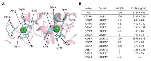 Alanine mutagenesis of residues in LDLRA1 and LDLRA2. (A) Side chain of residues (shown in cyan) surrounding the 2 calcium ions (green spheres) selected for the alanine mutagenesis studies. (B) Table summarizing the location of each mutation and expression levels relative to WT measured by WB and ELISA. The ELISA values represent mean ± SEM from at least 3 different transfections. ∗On comparison to WT FI, the proteolytic activity of variant K239A was defective with MCP, whereas no defect was observed with FH or CR1 as the cofactor protein (supplemental Figure 4). n.d., not detected.