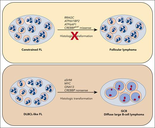 Whole genome sequencing identified 2 subtypes of FL with differing risks of histologic transformation. Aberrant somatic hypermutation (aSHM) induced by AID was associated with increased risk of transformation and increased number of mutations shared with GCB DLCBL. This subset was named DLBCL-like FL (dFL). Conversely, the cohort with lower risk of transformation showed less aSHM and fewer overall mutations, and enrichment for missense mutations of CREBBP, ATP6V1BP2, ATP6AP1, and RRAGC. This subset was named constrained FL (cFL).