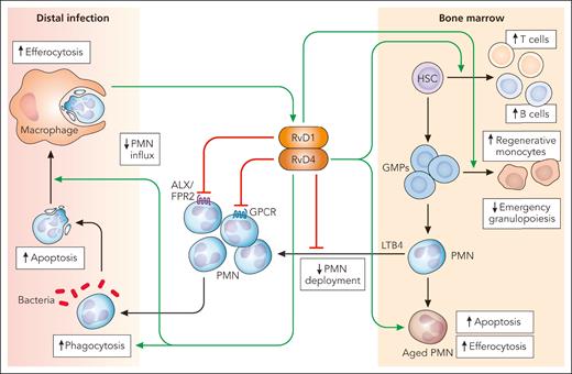 Neutrophils play a central role in host defense against microbial infections and tissue injury. During severe infections, the hematopoietic system senses and rapidly adapts to the increased neutrophil demand by switching from steady-state to emergency granulopoiesis. Emergency granulopoiesis ensures de novo generation of large quantities of neutrophils from HSCs and GMPs in the bone marrow, which is critical for host survival. Excessive neutrophil production and mobilization would lead to persistent inflammation and damage to the host. Libreros et al show that distal infection increases bone marrow levels of RvD1 and RvD4, derived from a common intermediate of n-3 docosapentaenoic acid. RvD1 and RvD4 exert partially overlapping and partially distinct actions to regulate emergency granulopoiesis, and neutrophil deployment, function, and fate, at the sites of infection. In the bone marrow, RvD1 through the receptor ALX/FPR2 facilitates generation of reparative monocytes from GMPs without affecting granulopoiesis. By contrast, RvD4, acting through a yet unidentified G-protein–coupled receptor, disengages emergency granulopoiesis, inhibits leukotriene B4 (LTB4)–stimulated neutrophil deployment, accelerates apoptosis in aged neutrophils, and promotes their removal by bone marrow macrophages. RvD4 shifts granulopoiesis toward lymphopoiesis by stimulating generation of B and T lymphocytes from HSCs. At the site of infection, both RvD1 and RvD4 attenuate neutrophil influx. RvD4 enhances neutrophil phagocytosis of bacteria, neutrophil apoptosis, and efferocytosis. Efferocytotic macrophages contribute to generation of proresolving mediators, including RvD4. Thus, RvD4 (and RvD1) regulation of myelopoiesis in the bone marrow as well as bacterial clearance and the fate of neutrophils at the site of infection lead to timely resolution of infection and return to homeostasis. These would suggest the therapeutic potential for RvD4 in pathologic conditions associated with aberrant granulopoiesis and excessive neutrophil accumulation. PMN, polymorphonuclear neutrophil granulocyte. Professional illustration by Patrick Lane, ScEYEnce Studios.