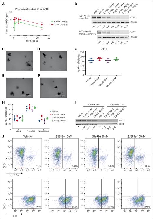In vivo pharmacokinetic, pharmacodynamic, and CFU assay of hCD34+ cells from cord blood. (A) Plasma concentration of SJ6986 in NSG mouse dosed with a single dose of SJ6986 (either 1 mg/kg or 3 mg/kg) by oral gavage. (B) SJ6986 degrades GSPT1 in a dose-dependent manner in hCD19+ cells from the spleen and bone marrow. Tumor-bearing NSG mice were dosed by oral gavage with SJ6986, daily for 2 days and hCD19+ leukemic cells were harvested 6 hours after last dosing. (C-F) The morphology of CFUs derived from hCD34+ cells treated with vehicle (C), 10 nM of SJ6986 (D), 50 nM of SJ6986 (E), and 100 nM of SJ6986 (F); bar = 2 mm. Vehicle or different concentrations of SJ6986 were added once to the medium. (G-H) The total number of CFUs is shown in panel G and the number of burst-forming unit–erythroid (BFU-E) and CFU–granulocyte erythrocyte, monocyte, megakaryocyte (CFU-GEMM) is shown in panel H. (I) Western blot of GSPT1 in hCD34+ cells treated with SJ6986 for 4 hours in culture dish as well as cells harvested from CFUs derived from hCD34+ cells on day 14. Signal was normalized to β-actin. (J) Flow cytometry analysis of cells from CFUs treated with vehicle.