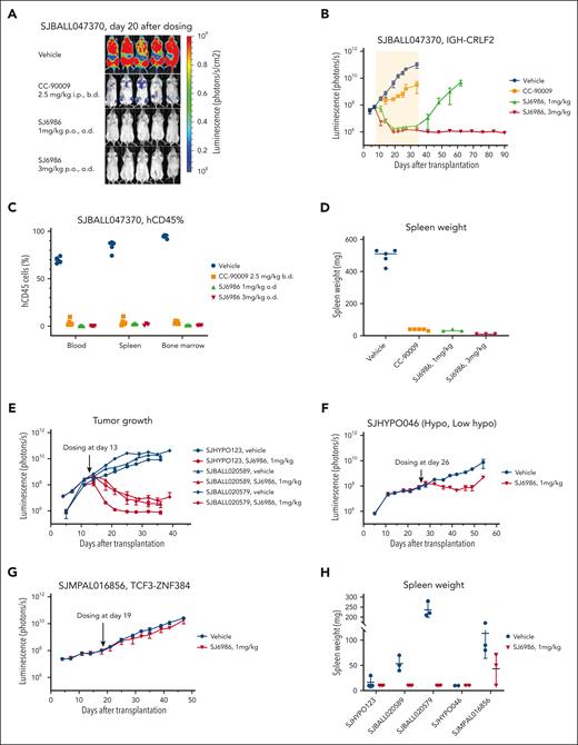 In vivo efficacy studies of SJ6986. (A-B) SJ6986 was more effective than CC-90009 in reducing tumor burden in PDX model of ALL (SJBALL047370 and IGH-CRLF2). The yellow shaded area is the dosing period after which dosing was stopped, and mice were monitored by imaging. (C-D) SJ6986 reduced tumor burden and spleen size in PDX model of ALL (SJBALL047370 and IGH-CRLF2). (E-H) SJ6986’s effectiveness in reducing tumor burden and spleen size varies in other PDX models of ALL; effective in SJHYPO123 (near haploid), SJBALL020589 (ATF7IP-JAK2), SJBALL020579 (EPORr); less effective in SJHYPO046 (low hypodiploid); not effective in SJMPAL016856 (PMAL, TCF3-ZNF384).