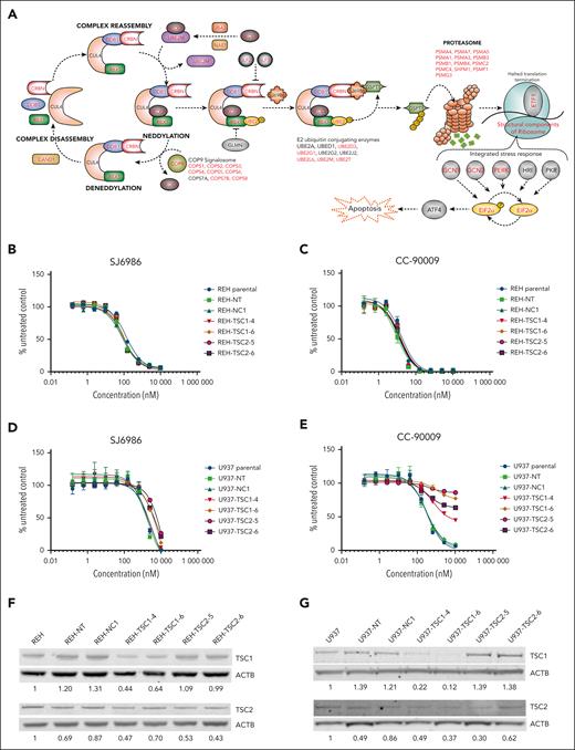 mTOR signaling pathway does not play a role in cytotoxicity induced by SJ6986. (A) Illustration depicting the CRBN-dependent ubiquitin proteasome pathway and its regulatory factors. Genes identified by the genomic CRSIPR/Cas9 screen in at least 1 cell line are labeled in red. Note that well-characterized genes essential for the CRBN E3 ligase complex activity, adaptors, regulators, and effectors are identified by the CRISPR screen. (B-C) Cytotoxicity of SJ6986 and CC-90009 in REH cells with TSC1 or TSC2 knockdown. (D-E) Cytotoxicity of SJ6986 and CC-90009 in U937 cells with TSC1 or TSC2 knockdown. (F-G) Western blot analysis of TSC1 and TSC2 in REH or U937 cells transduced by lentivirus. Signal was normalized to β-actin.