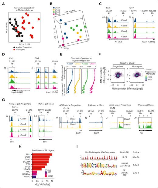 Monocyte subsets are primed epigenetically at the level of progenitor cells. (A) PCA plot of chromatin accessibility at ATAC-seq peaks in progenitors, and monocyte ATAC-seq reveals distinct patterns of chromatin accessibility among myeloid progenitors. (B) PCA of chromatin accessibility patterns in progenitors, with points colored based on functional classes of monocytes. (C) Representative genomic tracks of ATAC-seq tag density near cKit and CD11b genes with similar chromatin accessibility across all classes (boxed). (D) Representative genomic tracks of differential ATAC-seq tag density between classes (boxed). (E) Gene expression is associated with chromatin openness in myeloid progenitors. Plots of genome-wide chromatin accessibility were calculated as moving averages of ATAC-seq signal in a sliding window (window size, 55; bin size, 1), sorted based on gene expression. (F) Scatter plots of genome-wide RNA expression differences against promoter chromatin accessibility differences between class 1 and class 2 as a representative example. Each gene is represented by a point in the space of log2 of fold change between average RNA-seq reads per kilobase million (RPKM) values among the clones of each class (x-axis) against log2 of fold change between average ATAC-seq RPKM values calculated at the transcription start site (TSS) proximal region among the clones of each class (y-axis). (G) Representative genomic tracks of class-specific differences in enhancer chromatin accessibility among myeloid progenitors that precede the corresponding class-specific differences in gene expression among mature monocytes. For Bcl6 gene, multiple pairwise differences between classes were detected, and representative clones for all 4 classes are shown. For Bach1 and Fos, 1 class pair showed a difference: class 1 vs 2 and class 2 vs 3, respectively. Representative tracks for these class pairs are shown. (H) Class-specific monocyte expression signatures preceded by progenitor enhancer differences are enriched in key functional gene categories. (I) Enriched TF binding motifs among progenitor enhancers with class-specific differential ATAC-seq peaks that precede class-specific monocyte gene expression.