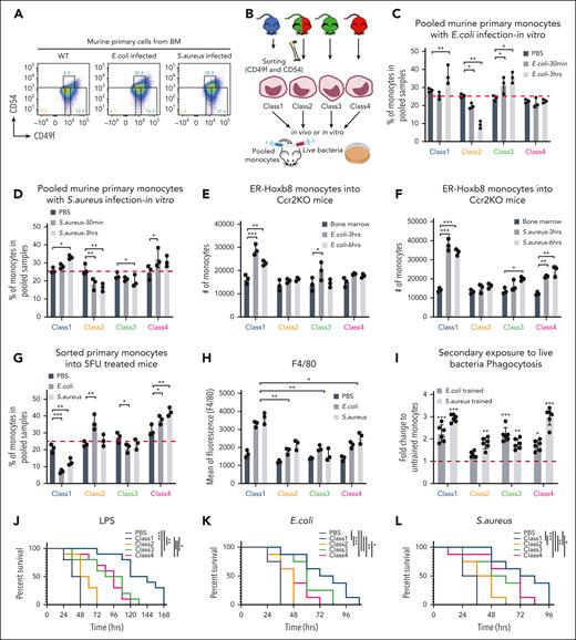 Class-specific monocytes are selected based on physiological challenges. (A) Representative FACS plots showing changes in the proportions of monocytic classes after 3 hours of bacterial infection in vivo (n = 3 independent experiments, using 3 mice for each). (B) Experimental scheme of functional assays (Figure 7C-D; supplemental Figure 7B-C) that evaluate selection vs induction of primary murine monocytes upon bacterial infection. The fluorophores labeled for each class of monocytes were used in different combinations as well. (C-D) Bar graphs showing the percentage of primary monocyte subsets left in pooled samples after live E coli and S aureus infection, respectively, in vitro (n = 3 independent experiments, using 3 mice for each). (E-F) Bar graphs showing the number of ER-Hoxb8 monocytes found in the BM (black) or peritoneal cavity (dark gray and light gray) of Ccr2 KO mice after heat-killed E coli and S aureus infection, respectively, in vivo (n = 3 mice). The cells from the BM were used as baseline to define the proportion of each injected monocyte class. (G-H) Bar graphs showing percentage of primary monocyte subsets left in pooled samples and F4/80 expression levels after 24 hours of live bacterial infection into 5FU-treated mice in vivo, respectively (n = 3 independent experiments, using 3 mice each). Statistical tests were done against phosphate-buffered saline (G). (I) Bar graphs showing phagocytosis efficiency in secondary exposure to live bacteria. (J) Survival curves of sublethally irradiated mice with injection of individual ER-Hoxb8 clones followed by infection with LPS (n = 8 mice with 2 independent experiments). (K-L) Survival curves of lethally irradiated mice with injection of ER-Hoxb8 monocytic clones followed by live bacterial infection (n = 10 mice with 2 independent experiments). A mixed model analysis of variance was used for the statistical test (C-D,G-H). ∗P < .05; ∗∗P < .01; ∗∗∗P < .005.