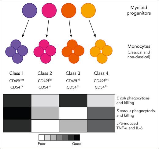 Four functionally specialized subtypes of monocytes arise from distinct myeloid progenitors. Epigenetic preprogramming of the monocytes is evident in the progenitors that produce them. IL-6, interleukin-6; TNF-α, tumor necrosis factor α.