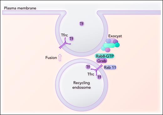 Grab serves as a guanine exchange factor for the activation of Rab8. Grab also interacts with Tfrc and Rab11. Activated Rab8 is postulated to bind to the Sec15 subunit of the exocyst complex and thus recruits the exocyst complex to the recycling endosome. Another subunit of the exocyst complex interacts with the plasma membrane and is involved in the assembly of the fusion machinery. Fusion of the recycling endosome with the plasma membrane promotes exocytosis of Tf and completes the recycling Tfrc to the plasma membrane. Professional illustration by Somersault18:24.