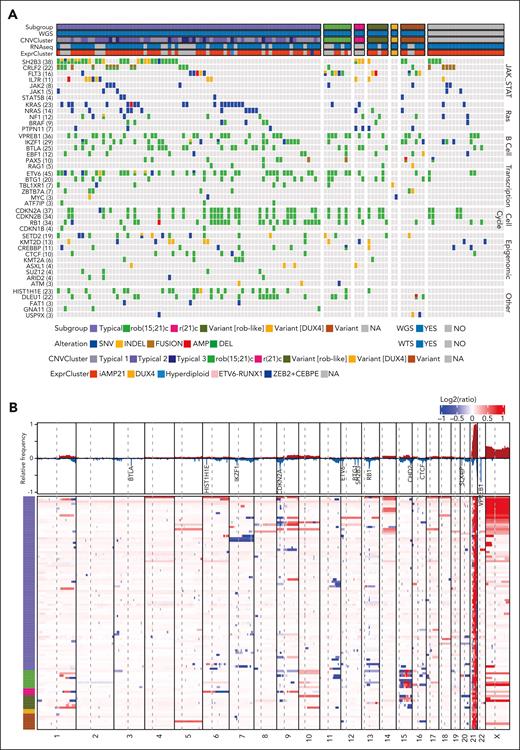 Genomic profile of iAMP21-ALL. (A) Oncoprint of focal genomic changes in iAMP21-ALL. Sequence mutations were detected among WGS, WES, and WTS data. Copy number variations were detected using WGS and SNP array data. Internal tandem duplication and gene fusions were detected using WTS data. Variations in common pathways, including JAK-STAT signaling, Ras signaling, B-cell differentiation, transcriptional regulation, cell cycle/apoptosis, epigenomic, and PI3K-AKT signaling ubiquitination, are shown. Subgroup, data availability, and cluster location based on WTS data (ExprCluster) (Figure 1C) are shown across the top of the heatmap. (B) Heatmap showing genome-wide copy number profiles for 102 cases with high quality WGS. Log2 ratios of copy number calculated based on the tumor and germ line samples for each case were used, with red and blue indicating copy number amplification/gain and deletion, respectively. Each row represents a sample. The subgroup information is shown on the left. The relative frequencies for copy number amplification (red) and copy number deletion (blue) across all the cases are shown at the top. The genes with a high frequency of focal deletion are highlighted.
