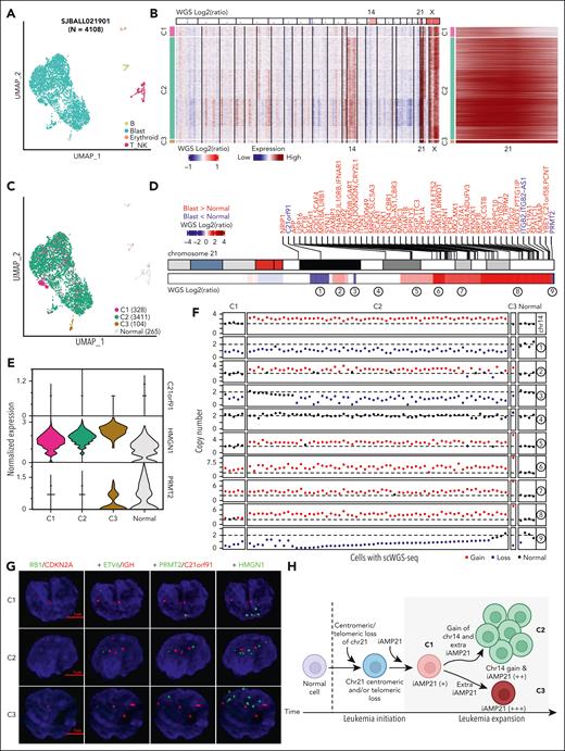 Clonal evolution of iAMP21-ALL using scRNA-seq. (A) Uniform manifold approximation and projection (UMAP) representation of the scRNA-seq data set from patient SJBALL021901. Clusters of cells are colored based on the cell types. (B) scRNA-seq derived copy number profiles for blast cells in patient SJBALL021901. Copy number profiles from WGS are shown (top); chromosomes with copy number gains are labeled. Three clusters were observed via scRNA-seq: C1 has the lowest copy number of chromosome 21 and no copy number gain of chromosome 14. C2 has an intermediate copy number gain of chromosome 21 together with copy number gain of chromosome 14. C3 has the highest copy number of chromosome 21 with no copy number gain of chromosome 14. Chromosome 21 is shown (right). (C) UMAP representation of the scRNA-seq data for SJBALL021901 colored based on the 3 copy number clusters. Healthy cells are shown in gray. (D) Heatmap showing copy number profiles of chromosome 21 derived from WGS data of SJBALL021901. Differentially expressed genes between blasts and healthy cells based on scRNA-seq are labeled on the top in red and blue for genes with higher and lower expression in blasts, respectively. Nine segments with varying copy number patterns are labeled at the bottom. (E) Violin plot showing the expression profile of 3 selected genes across different copy number clusters and healthy cells in SJBALL021901. (F) Scatterplot showing copy numbers of chromosome 14 and the 9 segments on chromosome 21, as illustrated in panel D, for 70 cells with single-cell WGS in SJBALL021901. These cells were assigned to different clusters based on their copy number patterns. (G) DNA FISH image of 3 representative cells from different copy number clusters of SJBALL021901. Seven probes were used in total, paired in 4 sequential hybridizations with imaging after every hybridization. The first hybridization is RB1 (green) and CDKN2A (red), the second is ETV6 (green) and IGH (red), the third is PRMT2 (green) and C21orf91 (red), and the fourth is HMGN1 (green). The scales (5 μm) are shown in red. (H) Schematic representation of the clonal evolution model in sample SJBALL021901. C1 is an early clone with a centromeric and/or telomeric loss and lower copy number gain of the iAMP21 chromosome, followed by 2 evolutionary tracks: (1) gain of chromosome 14 and further amplification of the iAMP21 chromosome, resulting in the generation of the predominant clone C2 and (2) further amplification of the iAMP21 chromosome without the gain of chromosome 14 in C3.