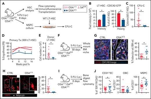 Stress-induced niche remodeling in O5AΔ/Δ mice. (A) Experimental design for IP injection of 5-Fluorouracil (5-FU) in coculture assay of MSPCs and LT-HSC. The following genotypes were analyzed by flow cytometry and IF 8 days after treatment: Control (CTRL): O5A+/+, n = 5, 5Afl/fl, n = 7 and O5AΔ/Δ, n = 10. (B) Protein content and polarity of LT-HSCs stained for CDC42-GTP (n = 30), measured by ImageJ software. (C) Number of colonies from 60 LT-HSCs after coculture for 6 days on MSPCs isolated from 5-FU injected mice with the following genotype: (CTRL): O5A+/+, n = 5, 5Afl/fl, n = 5 and O5AΔ/Δ, n = 10. (D) Primary transplantation (Tx) of 300 sorted LT-HSCs 8 days after 5-FU injection into lethally irradiated 129∗Ly5.1 WT recipients. Experimental groups: CTRL: O5A+/+, n = 5 and 5Afl/fl, n = 4 and O5AΔ/Δ, n = 7. Graph showing the donor engraftment in PB. (E) Absolute numbers of donor-type LT-HSCs in the BM, 16 weeks after Tx. For flow cytometry gating strategy, see supplemental Figure 1. (F) Experimental design for IP injection of 5-FU in 8- to 10-week-old mice of following genotypes: CTRL: O5A+/+ n = 2, 5Afl/fl n = 2 and O5AΔ/Δ, n = 2. BM analysis 30 days after treatment. (G) Stacked whole-mount images from epiphyseal/metaphyseal BM. FABP4+ vasculature is shown in blue. CD150 is shown in red, other hematopoietic markers (CD41, CD48, and lineage) are shown in gray. The dashed lines denote the endosteum. Scale bar, 100 μm; n = 10 images (n = 6 images 5Afl/fl PBS) from 2 mice each group. The results represent 2 independent experiments. The graph showing the % of trabecular volume per BM volume. (H) Stacked whole-mount images from epiphyseal/metaphyseal BM. FABP4+ adipocytes are shown in red. Adipocytes are additionally marked by a yellow circle. Extended focus projection images. Scale bar, 100 μm; n = 10 images from 2 mice each group, femora. The graph on the right shows the number of adipocytes per image. (I) Experimental design for analysis of bone-digested stromal cells, isolated from compact bones, 8 days post 5-FU treatment. (J) Relative numbers of CD31+ ECs, OBCs, and immature MSPCs; flow cytometry gating strategy in supplemental Figure 1. ∗P < .05 (nonparametric Mann-Whitney test: B-G,J). The results represent 2 to 3 independent experiments. Data are represented as dots per mouse or cell and the mean ± SEM. Symbol legends as shown in Figure 1A.