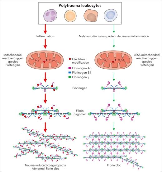 Leukocyte inflammation contributes to the pathophysiology of acute trauma-induced coagulopathy by oxidation and proteolysis of fibrinogen. In both in vitro and in vivo models of trauma, leukocytes generated mitochondrial superoxide, causing oxidation of the Aα and Bβ chains of fibrinogen and partial degradation of the Aα chains, leading to abnormal clot structure. Antioxidants suppressing mitochondrial superoxide reduced inflammation and oxidative stress and protected fibrinogen, preserving fibrin clot structure. Professional illustration by Patrick Lane, ScEYEnce Studios.