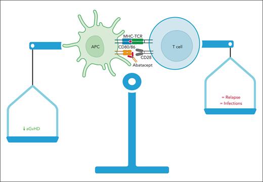 Abatacept reduces acute GVHD (aGVHD) without increasing relapse and infections. The article from Takahashi et al demonstrates a strong correlation between efficacy (aGVHD reduction) and abatacept exposure but not with relapse and infections. APC, antigen-presenting cell; MHC-TCR, major histocompatibility complex-T-cell receptor.