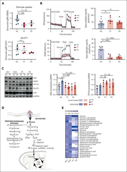 Metabolic profiling of NFATc1-dysfunctional T cells shows impaired glycolysis upon stimulation. (A) Summary dot plots showing the ratio of change of expression level of glucose transporter 1 (GLUT1) and glucose uptake using fluorescent glucose analog 2-NBDG after 24-hour stimulation of feeder-expanded T cells with soluble CD3/CD28 antibodies measured by gMFI. (B) Extracellular flux analysis. (Top) Graph showing oxidative consumption rate of HC (n = 3) and patient CD8+ T lymphoblasts after 30 minutes stimulation with CD3/CD28 beads and subjected to mitochondrial stress test. (Bottom) Graph showing extracellular acidification rate of HC (n = 3) and patient CD8+ T lymphoblasts, which were stimulated for 30 minutes with CD3/CD28 beads and subjected to glycolytic stress test. Experimental data were normalized to flow cytometric cell counts. (C, left) Immunoblot showing the protein expression levels of HK2, glucose transporter-3 (GLUT3), carnitine palmitoyl transferase 1a (CPT1a), glyceraldehyde 3-phosphate dehydrogenase (GAPDH), and lactate dehydrogenase (LDH) on patient and HC T lymphoblasts with (ST) and without (US) 24-hour stimulation using soluble anti-CD3/CD28 antibodies. (C, right) Graphs showing the quantification of the western blots averaged from 3 independent experiments displaying the expressions of HK2 and CPT1a. (D) Scheme summarizing the metabolic alteration observed in patient T lymphoblasts after stimulation. (E) Heatmap showing fold changes of metabolite concentrations (stimulated/unstimulated) in T lymphoblasts in patients and HCs measured by metabolomics after 24 hours of stimulation with soluble anti-CD3/CD28 antibodies. All data are mean ± SEM. Statistical analysis was performed using one-way ANOVA with Bonferroni post hoc test (A-B) or 2-way ANOVA with Bonferroni post hoc test (C) to correct for multiple comparison. AA, antimycin A; DHAP, dihydroxyacetonephosphate; FCCP, carbonyl cyanide-p-trifluoromethoxyphenylhydrazone; GA3P, glyceraldehyde 3-phosphate; NAD, nicotinamide adenine dinucleotide; NAD(H), nicotinamide adenine dinucleotide+hydrogen; oligo, oligomycin; 3-PG, 3-phosphoglycerate; Rot, rotenone.