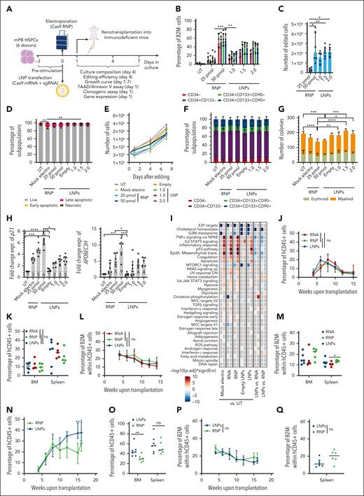 CRISPR/Cas9 RNA delivery using LNP improves HSPC tolerance to gene editing. (A) Schematic representations of gene editing experimental procedure and related analyses after CRISPR/Cas9 RNA delivery using LNPs or CRISPR/Cas9 RNP/RNA delivery via electroporation in mPB HSPCs. (B) Percentage of B2M– HSPCs within subpopulations (n = 6). Cells were electroporated with 25 or 50 pmol of RNP or transfected with 1, 1.5, or 2 μg of LNPs. mPB HSPC phenotype (from committed to primitive progenitors) is defined as follows: CD34−; CD34+CD133−; CD34+CD133+; and CD34+CD133+CD90+. Friedman test with Dunn multiple comparisons performed on the latter subpopulation; median ± IQR. (C) Number of edited cells from panel B, 24 hours after editing (n = 6); Friedman test with Dunn multiple comparisons; median ± IQR. (D) Percentage of live, early/late apoptotic, and necrotic CD34+CD133+CD90+ HSPCs, 24 hours after B2M editing in experiments from panel B (n = 6). Mock electros and empty LNPs were added as controls (n = 6). Friedman test with Dunn multiple comparisons performed on live cells; mean ± SEM. (E) Growth curve of HSPCs from panel D (n = 6); median ± IQR. (F) Cell population composition from panel D, 4 days after treatment; mean ± SEM. (G) Number of colonies generated using mPB HPSCs from panel D (n = 6). Friedman test with Dunn multiple comparisons; median ± IQR. (H) Fold change expression of p21 (left) and APOBEC3H (right) relative to UT 24 hours after treatment from experiments in panel D (n = 6). Friedman test with Dunn multiple comparisons; median ± IQR. (I) Heatmap showing enrichment results from different comparisons between conditions from supplemental Figure 6P against the hallmark gene set (Molecular Signatures Database). Color intensity reflects statistical significance of the test (adjusted P values), whereas signs (positive or negative) correspond to the set of DEGs used in the statistical test (upregulated or downregulated, respectively). (J) Percentage of circulating human (h)CD45+ cells over time in mice that underwent transplant with mPB HSPCs edited with 50 pmol of RNP, 1.5 μg of mRNA, or 1.5 μg of LNPs (n = 5,5,6). Kruskal-Wallis test; median ± IQR. (K) Percentage of hCD45+ cells in the bone marrow (BM) and spleen of mice from panel J. Kruskal-Wallis test; median. (L) Percentage of B2M– cells over time, within the human graft in the PB of mice from panel J. Kruskal-Wallis test performed at the last time point; median ± IQR. (M) Percentage of B2M− cells within human graft in BM and spleen of mice from panel J. Kruskal-Wallis test; median. (N) Percentage of circulating human (h)CD45+ cells over time in mice that underwent transplantation with CB HSPCs edited with 50 pmol of RNP or 1.5 μg of LNPs (n = 6 and 7); Mann-Whitney test; median ± IQR. (O) Percentage of hCD45+ cells in BM and spleen of mice from panel N; Mann-Whitney test; median. (P) Percentage of B2M− cells over time, within the human graft in the PB of mice from panel N. Mann-Whitney test performed at the last time point; median ± IQR. (Q) Percentage of B2M– cells within human graft in spleen of mice from panel N; Mann-Whitney test; median.