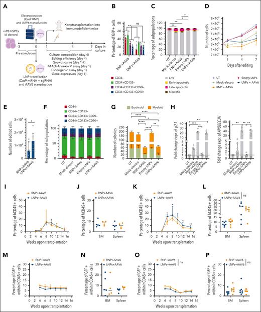 CRISPR/Cas9 RNA delivery using LNPs allows HDR-mediated editing in human HSPCs. (A) Schematic representations of gene editing experimental procedure, and related analyses, after CRISPR/Cas9 RNA delivery using LNPs or CRISPR/Cas9 RNP/RNA delivery via electroporation, in combination with the cognate AAV6, in mPB HSPCs. (B) Percentage of GFP+ cells within mPB HSPC subpopulations 96 hours after AAVS1 editing. Cells were edited with 25 pmol of RNP or 1 μg of LNPs and transduced with AAV6 immediately after electroporation or 2 hours before transfection, respectively. Wilcoxon test on individual subpopulations. Median ± IQR. (C) Percentage of live, early/late apoptotic, and necrotic CD34+CD133+CD90+ mPB HSPCs 24 hours after AAVS1 editing in experiments from panel B (n = 6). UTs, mock electros, and empty LNPs were added as controls (n = 6). Friedman test with Dunn multiple comparisons performed on live cells. Mean ± SEM. (D) Growth curve from panel C (n = 6). Median ± IQR. (E) Number of edited cells from panel C 24 hours after editing (n = 6). Wilcoxon test. Median ± IQR. (F) Cell population composition from panel C (n = 6), 4 days after treatment. Mean ± SEM. (G) Number of colonies generated by mPB HPSCs from panel C (n = 6). Median ± IQR. Friedman test with Dunn multiple comparisons. (H) Fold change expression of p21 and APOBEC3H relative to UTs 24 hours after treatment from experiments in panel C. Friedman test with Dunn multiple comparisons. Median ± IQR. (I) Percentage of circulating hCD45+ cells over time in mice that underwent transplantation with mPB HSPCs (from a pool of donors), edited with 25 pmol RNP or 1 μg of LNPs, in combination with AAV6 (n = 4 and 5). Median ± range. (J) Percentage of hCD45+ cells in the BM and spleen of mice from panel I. Median. (K) Percentage of circulating hCD45+ cells over time in mice that underwent transplantation with mPB HSPCs edited as in panel I but using a different pool of donors (n = 7). Mann-Whitney test. Median ± range. (L) Percentage of hCD45+ cells in BM and spleen of mice from panel K. Mann-Whitney test. Median. (M-P) Percentage of GFP+ cells over time within human graft in PB (M,O) or hematopoietic organs (N,P) of mice from panel I (M-N) and panel K (O-P). Mann-Whitney test. Median or median ± range.