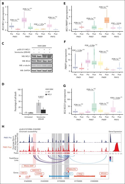 Genomic alterations of BCL2 members are linked to venetoclax resistance in t(11;14) MM. (A) Genome accessibility track visualization of MCL1 with peak-to-gene links identified by ArchR in the prevenetoclax and postvenetoclax therapy samples for each patient (PM01, PM07, PM09, and PM10). The color of the arcs indicates the correlation strength between the peak and the gene expression, with a darker color indicating a stronger correlation. The genes are indicated in red when the gene is on the positive strand (TSS on the left) and in blue when on the negative strand (TSS on the right). The gray boxes highlighted the enhancer or promoter regions of the gene of interest. (B) Boxplots indicating the BCL2/MCL1 gene expression ratios in the prevenetoclax and postvenetoclax samples of each patient with MM treated with venetoclax (PM01, PM07, PM09, and PM10). The FDR values of the comparison prevenetoclax vs postvenetoclax sample of each patient are shown at the top of each boxplot comparison. (C) Immunoblotting of parental (WT) and MCL1-overexpressing KMS12BM cells for the indicated BCL2 family members in the presence or absence of venetoclax 200 nM for 3 hours. (D) Bar plot showing the percentage of cell death observed in parental (WT) vs MCL1-KMS12BM cells after 24 hours of exposure to venetoclax 200 nM. The data presented are the mean ± standard error of 3 independent experiments. The adjusted P values associated are shown at the top of each bar plot. (E-G) Boxplots indicating the MCL1/PMAIP1 (E), PMAIP1 (F), and BCL2/BCL2L1 (G) gene expression ratios in the prevenetoclax and postvenetoclax samples for each patient (PM01, PM07, PM09, and PM10). The FDR values associated with the comparison of prevenetoclax vs postvenetoclax cells are shown at the top of each boxplot comparison. (H) Genome accessibility track visualization of BCL2L1 with peak-to-gene links identified by ArchR in the prevenetoclax and postvenetoclax samples for patient PM01. The color of the arcs indicates the correlation strength between the peak and the gene expression with a darker color indicating a stronger correlation. The genes are indicated in red when the gene is on the positive strand (TSS on the left) and in blue when on the negative strand (TSS on the right). The gray boxes highlight the enhancer or promoter regions of the gene of interest.