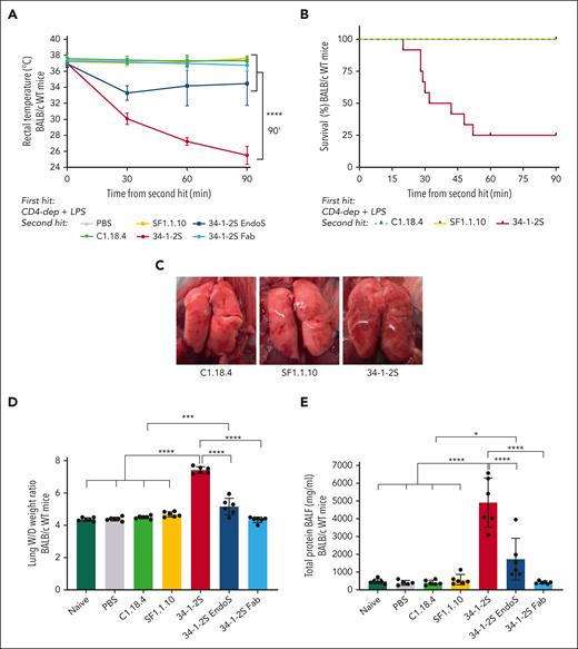 In vitro antibody Fc–mediated complement activation is associated with in vivo TRALI induction. BALB/c WT mice, except for the naive group, were primed with LPS (0.1 mg/kg intraperitoneally) and CD4 T cells depleted with anti-CD4 (4.5 mg/kg; combined first hit) 16 hours before infusion of antibodies (4.5 mg/kg IV; second hit). (A) Rectal temperatures were monitored after TRALI induction. (B) Kaplan-Meier survival curve. (C) Representative images of the lungs of mice injected with C1.18.4 (left), SF1.1.10 (middle), and 34-1-2S (right). (D) Lung W/D weight ratios after 90 minutes of TRALI induction or at the time of death. (E) Protein levels in the BALF in mg/mL. Only significant differences of interest are shown; each dot represents 1 mouse; n = 5 to 6 mice per group. For panel B, 2 independent experiments were pooled; n = 11 to 12 mice per group. Data are shown as means ± standard deviation (SD). ∗P < .05; ∗∗∗P < .001; ∗∗∗∗P < .0001. Statistical analysis was performed with a one-way analysis of variance (ANOVA) with a Tukey post hoc test for panels A,D-E.