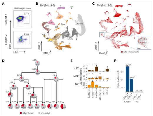 EBV-infected HSCs were detected in CAEBV patients with multiple assays. (A) PrimeFlow data showing EBV-infected cells were identified in BM Lineage–CD34+ HSC cells, from the patients with CAEBV (subjects 1 and 2). (B) Uniform manifold approximation and projection (UMAP) plot showing the two-dimensional (2D) projection of the BM cells derived from the 3 patients with CAEBV (subjects 3-5) based on the single-cell transcriptomics data. According to marker genes (refer to supplemental Figure 4C) identified in each cell cluster (indicated by different colors), cell types were annotated and their names were displayed in their respective locations. (C) UMAP showing a universal EBV infection in the BM hematopoietic system of the patients with CAEBV (subjects 3-5), with the inset demonstrating the infected cells in the HSC compartment. The EBV-infected cells were depicted in red dots. Notably, the red dots (ie, infected cells) were plotted on the top of the gray ones (ie, uninfected cells), so the exact infection percentages (shown in panel D) were not reflected in this plot. (D) Pie charts showing the percentages of EBV-infected cells in each hematopoietic cell population of the patients with CAEBV (subjects 3-5), and the tree-like structure shows the proportion evolution along the differentiation pathways. (E) Significant proportions of EBV-infected cells in HSC, MPP, NK cell populations of each patient with CAEBV (subjects 3-5), compared with none or nonsignificant proportions of the infected cells of the patient with EBV-HLH (subject 6) and healthy controls (HCs; subjects 7 and 8). The error bars indicate the percentage standard deviation (SD) based on bootstrapping. Please note that in some cell populations of individual samples, there were too few cells measured to make a robust estimation on the infection percentage. For example, there were only 11 measured HSCs from subject 8 (HC-8), and therefore the SD was large (9.6%). Asterisks (∗) above the bars indicate that statistically significant fractions of cells were EBV infected, whereas bars without asterisks show that none or nonsignificant fractions of cells were infected. Refer to supplemental Figure 5E-F for other cell populations from BM and cell populations from PB. (F) The EBV copy numbers quantified by RT-qPCR in the CD34+ compartment derived from patients with CAEBV (subjects 3 and 4) and HCs (subjects 7 and 8). B, B cells; Baso, basophils; CMP, common myeloid progenitors; CLP, common lymphoid progenitors; DC, dendritic cells; Ery, erythrocytes; EryP, erythroid progenitors; GMP, granulocyte-monocyte progenitors; MEP, megakaryocyte/erythroid progenitors; Mk, megakaryocytes; Mono, monocytes; Myelo, myelocytes; Neutro, neutrophils; T, T cells.