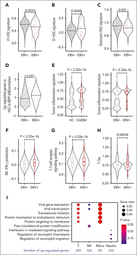 Molecular characteristics of the EBV-infected cells. (A) Violin plots comparing the LT-HSC signature between EBV-infected (EBV+) and uninfected (EBV−) HSCs derived from the 3 patients with CAEBV (subjects 3-5). (B) Violin plots comparing the short-term HSC (ST-HSC) signature between EBV-infected (EBV+) and uninfected (EBV−) HSCs derived from the 3 patients with CAEBV (subjects 3-5). The EBV-infected HSCs exhibited a significantly lower LT-HSC signature and a significantly higher ST-HSC signature, indicating that the infected HSCs were more active in differentiating into downstream lineages. (C) Violin plots comparing the quiescent HSC signature between EBV-infected (EBV+) and uninfected (EBV−) HSCs derived from the 3 patients with CAEBV (subjects 3-5). The EBV-infected HSCs exhibited a significantly lower quiescent HSC signature, suggesting again that the infected HSCs were more active in differentiating. (D) Violin plots comparing the signature of upregulated genes in HSC-to-MPP differentiation between EBV-infected (EBV+) and uninfected (EBV−) HSCs derived from the 3 patients with CAEBV (subjects 3-5). The infected HSCs exhibited a higher signature, indicating that the infected HSCs tended to be more primed for differentiating into MPPs. (E) Violin plots and boxplots comparing the tumor inflammation signature between PB cells derived from the 3 patients with CAEBV (subjects 3-5) vs HCs (subjects 7 and 8) (left), and EBV-infected (EBV+) vs uninfected (EBV–) PB cells derived from the 3 patients with CAEBV (subjects 3-5) (right). These results indicate that the EBV infection leads to a relatively higher level of inflammation. (F) Violin plots and boxplots comparing interferon gamma production scores between EBV-infected (EBV+) vs uninfected (EBV–) peripheral NK cells derived from the 3 patients with CAEBV (subjects 3-5). A significantly higher level of interferon gamma production was found in the infected cells. (G) Violin plots and boxplots comparing the signature of T-cell receptor signaling pathway between EBV-infected (EBV+) vs uninfected (EBV–) peripheral T cells derived from the 3 patients with CAEBV (subjects 3-5). The EBV-infected T cells exhibited a significantly higher signature of T-cell receptor signaling pathway. (H) Violin plots and boxplots comparing the T-cell exhaustion score between EBV-infected (EBV+) vs uninfected (EBV–) peripheral T cells derived from the 3 patients with CAEBV (subjects 3-5). The EBV-infected T cells had a significantly higher exhaustion score. (I) Dot plot showing the Gene Ontology (GO) terms enriched in the upregulated genes identified in EBV-infected peripheral cells compared with the uninfected cells of the 3 patients with CAEBV (subjects 3-5). T cells, NK cells, monocytes (mono), and neutrophils (neutro) were examined, and the number of differentially expressed genes were indicated at the bottom. (A-D) The black horizontal lines represent the median values, and dots in the plots represent individual cells. (E-H) In the boxplots, the box represents the interquartile range (IQR), the line within the box shows the median, and the whiskers extend up to 1.5 IQR. The signature genes used in these analyses were listed in supplemental Table 2.