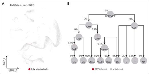 HSCT removes EBV-infected cells from the hematopoietic system. (A) UMAP showing that HSCT cleared out EBV infection from the hematopoietic system of the patient with CAEBV (subject 4) after HSCT. Red dots in the UMAP represent the EBV-infected cells. For comparison, the UMAP for the pre-HSCT sample of the same patient is shown in supplemental Figure 4H. (B) Pie charts showing the percentages of the EBV-infected cells in each hematopoietic cell population of the patient with CAEBV (subject 4) after HSCT. B, B cells; Baso, basophils; CMP, common myeloid progenitors; CLP, common lymphoid progenitors; DC, dendritic cells; Ery, erythrocytes; EryP, erythroid progenitors; GMP, granulocyte-monocyte progenitors; MEP, megakaryocyte/erythroid progenitors; Mk, megakaryocytes; Mono, monocytes; Myelo, myelocytes; Neutro, neutrophils; T, T cells.