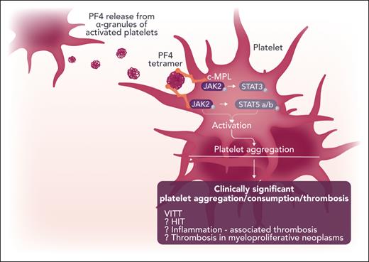 Possible clinical and biological implications of the role of platelet factor 4 (PF4) in the activation of classic c-MPL and JAK-STAT pathways in the human platelet. Professional illustration by Somersault18:24.