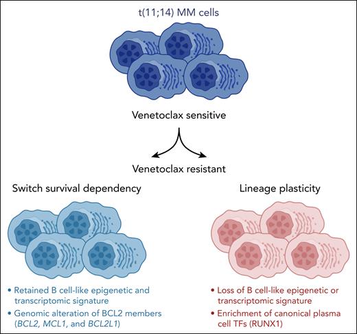 In patients with t(11;14) myeloma, a loss of a “B-cell–like” epigenetic and transcriptomic signature with a gain of canonical plasma cell transcription factors (TFs) is observed at the time of resistance to venetoclax. MCL1 and BCL2L1 copy number gains and structural rearrangements are also linked to venetoclax resistance. See the visual abstract in the online version of the article by Leblay et al that begins on page 42.