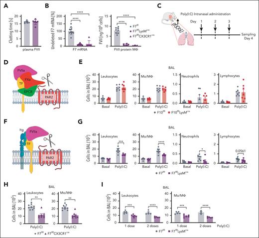 FVII is required for Poly(I:C)-induced monocyte/macrophage recruitment to lung exudates. (A) FVII plasma levels in F7flflLysMcre vs in littermate F7flfl mice determined by clotting assay. (B) F7 mRNA and FVII-secreted protein in isolated peritoneal macrophages from F7flflLysMcre and F7flflCx3Cr1cre mice in comparison with littermate F7flfl controls. (C) Schematic overview of the standard experimental model of lung inflammation induced by intranasal Poly(I:C) application. (D) Schematic model of PAR2 activation by the TF-FVIIa-FXa complex involving the endothelial protein C receptor (EPCR). (E) Cell counts in BAL in unchallenged and Poly(I:C)-treated F10flflLysMcre and littermate F10flfl mice. (F) Schematic overview of PAR2 activation by the TF-FVIIa complex involving integrins. (G) Cell counts in BAL in unchallenged and Poly(I:C)-treated F7flflLysMcre and F7flfl littermate control mice. (H) Cell counts in BAL in F7flflCx3Cr1cre and F7flfl mice. (I) Cell counts in BAL of mice 24 hours after receiving 1 or 2 doses of Poly(I:C). Mean ± standard deviation (SD); the 2-way ANOVA with the Sidak multiple comparison test (E,G,I) or the unpaired Student t test (H). ∗P < .05; ∗∗P < .01; ∗∗∗P < .001; ∗∗∗∗P < .0001. Mo, monocytes; MՓ, macrophages.