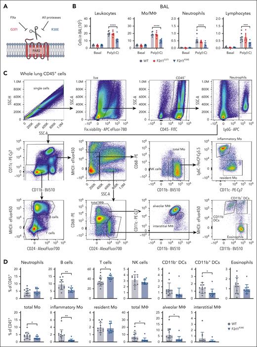 PAR2 cleavage is required for Poly(I:C)-dependent monocyte/macrophage recruitment to the lungs. (A) Schematic overview of PAR2 mutation PAR2G37I and PAR2R38 and their cleavage resistance to different proteases. (B) Cell count in BAL in unchallenged and Poly(I:C) treated of F2rl1G37I, F2rl1R38E and WT mice. (C) Flow cytometry gating strategy to identify different cell populations in whole lung cell suspensions, pregated on viable, single CD45+ cells. (D) Flow cytometry analysis of whole lung cell suspensions from F2rl1R38E and WT mice after Poly(I:C) treatment. Mean ± SD; the 2-way ANOVA with the Sidak multiple comparison test (panel A) or the unpaired Student t test (panel C). ∗P < .05; ∗∗P < .01; ∗∗∗P < .001; ∗∗∗∗P < .0001. SSC, side scatter; MHCII, major histocompatibility complex class II; NK cells, natural killer cells.