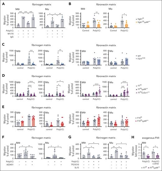 TF-FVIIa-PAR2 signaling promotes migration on fibrinogen. (A) Migration of peritoneal macrophages and BM monocytes from C57BL/6N mice stimulated with Poly(I:C) (25 μg/mL) on fibrinogen-coated filters in the presence of inhibitory αMβ2 (M1/70, 25 μg/mL) antibody or control IgG. (B) Migration of macrophages and monocytes from Itgb1flflLysMcre and littermate Itgb1flfl WT control mice stimulated with Poly(I:C) on fibronectin-coated filters. (C-E) Migration of macrophages and monocytes from F2rl1R38E, F7flflLysMcre, F7flflCX3CR1cre, F10flflLysMcre, and WT control mice stimulated with Poly(I:C). (F) Inhibition of migration on fibrinogen with PAR2 antagonist AZ3451 (1 μM). (G) Migration of macrophages and monocytes from C57BL/6N mice with inhibitors anti-TF21E10 (25 μg/ml) or 5L15 (50 nM). (H) Fold induction of Poly(I:C) induced migration with and without 5 nM mouse FVII (mFVII) added to macrophages from F7flflLysMcre mice. Mean ± SD; the 1-way ANOVA with the Tukey multiple comparison test (A,F,G); the 2-way ANOVA with the Sidak multiple comparison test (B,C,D,E,H). ∗P < .05; ∗∗P < .01; ∗∗∗P < .001; ∗∗∗∗P < .0001.