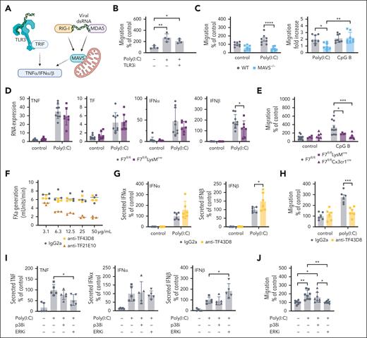 Poly(I:C) stimulates migration and type 1 IFN induction via MAVS. (A) Schematic overview of Poly(I:C) signaling pathways via TLR3 or MAVS. (B) Migration of peritoneal macrophages from C57BL/6J mice stimulated with Poly(I:C) (25 μg/mL) on fibrinogen-coated filters in the presence of TLR3/dsRNA complex inhibitor (27 μM) (C) Migration of peritoneal macrophages from C57BL/6J WT mice and Mavs–/– mice stimulated with Poly(I:C) (25 μg/ml) or CpG-B (5 μM) on fibrinogen-coated filters. (D) Gene induction of TNFα, TF, IFNα and IFNβ by Poly(I:C) (10 μg/mL) of macrophages plated on fibrinogen from F7flflLysMcre mice in comparison to littermate F7flfl controls. (E) Migration of peritoneal macrophages on fibrinogen-coated filters from F7flflLysMcre and F7flflCx3Cr1cre mice in comparison to littermate F7flfl controls stimulated with CpG-B (5 μM). (F) FXa generation with anti-TF 43D8, anti-TF 21E10, or control mouse IgG2a on MC38 cells (G) IFNα and IFNβ secreted into the cell supernatant by peritoneal macrophages from C57BL6J mice treated with anti-TF 43D8 IgG2a (50 μg/mL) or control mouse IgG2a (50 μg/mL). (H) Migration of peritoneal macrophages from C57BL/6J mice stimulated with Poly(I:C) (25 μg/mL) on fibrinogen-coated filters in the presence of anti-TF 43D8 IgG2a (50 μg/mL) or control mouse IgG2a (50 μg/mL). (I) Secreted TNFα, IFNα, and IFNβ in the cell supernatant of WT peritoneal macrophages plated on fibrinogen-coated plates and stimulated with Poly(I:C) (10 μg/mL) and treated with p38 inhibitor (SB 203580, 250 nM) or with ERK inhibitor (CAS 1049738-54-6 25 μM). (J) Migration of peritoneal macrophages stimulated with Poly(I:C) (25 μg/mL) on fibrinogen-coated filters with p38 inhibitor (SB 203580, 250 nM) or with ERK inhibitor (CAS 1049738-54-6 25 μM). Mean ± SD; the 1-way ANOVA with the Tukey multiple comparison test (B,I,J); the 2-way ANOVA with the Sidak multiple comparison test (C,D,E,G,H). ∗P < .05; ∗∗P < .01; ∗∗∗P < .001; ∗∗∗∗P < .0001.