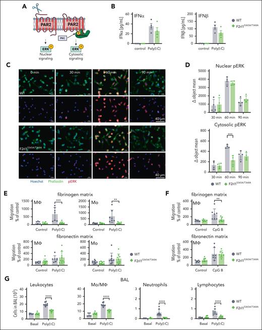 PAR2-β-arrestin signaling drives Poly(I:C)-induced monocyte/macrophage recruitment to the lungs. (A) Schematic overview of downstream PAR2 signaling pathways via recruitment of β-arrestin or G-proteins. (B) IFNα and IFNβ secreted into the cell supernatant from macrophages from F2rl1S365A/T368A compared with WT mice on fibrinogen-coated plates. (C) Representative microscopic staining comparing the phosphorylation of ERK from peritoneal macrophage from F2rl1S365A/T368A and WT mice after Poly(I:C) stimulation (25 μg/mL). (D) Nuclear and cytosolic quantification of pERK with Citation5. (E) Migration of macrophages and monocytes from F2rl1S365A/T368A and WT mice on fibrinogen- or fibronectin-coated filters after Poly(I:C) stimulation (25 μg/mL). (F) Migration of macrophages from F2rl1S365A/T368A and WT mice on fibrinogen- or fibronectin-coated filters after CpG-B stimulation (5 μM). (G) Quantification of different monocyte and macrophage subsets by flow cytometry of whole lung cell suspensions after intranasal Poly(I:C) treatment of F2rl1S365A/T368A and WT mice. (H) Cell counts in BAL in unchallenged and Poly(I:C)-treated F2rl1S365A/T368A and C57BL/6N mice. Mean ± SD; the 2-way ANOVA with the Sidak multiple comparison test. ∗P < .05; ∗∗P < .01; ∗∗∗P < .001; ∗∗∗∗P < .0001. PKC, protein kinase C.