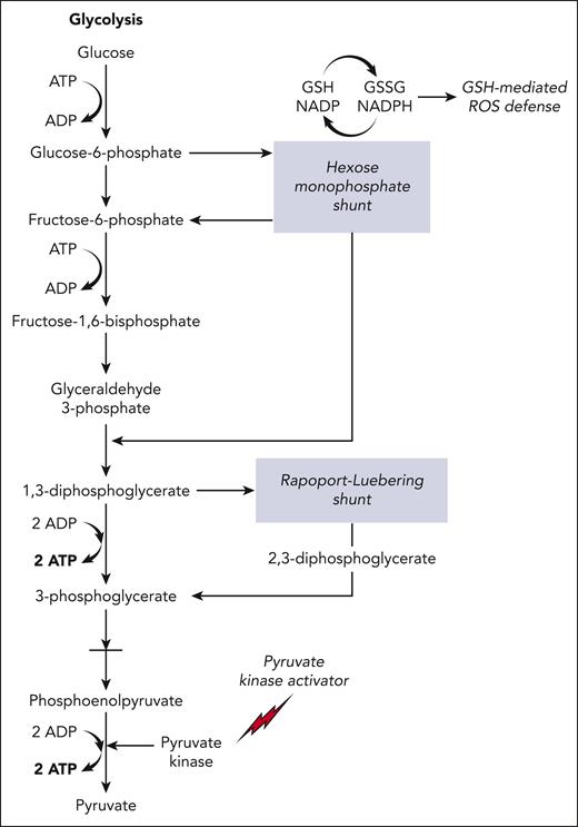 Schematic overview of the glycolytic pathway in RBCs. 2,3-DPG (2,3-diphosphoglycerate) is generated using the Rapoport-Luebering shunt, a metabolic bypass. Another metabolic bypass is the hexose monophosphate shunt, a primary source of antioxidants (glutathione–mediated reactive oxygen species defence) in RBCs. PK activators (mitapivat or etavopivat) enhance activity of PK, increasing the glycolytic flux, generating ATP while reducing 2,3-DPG levels, both of which are antisickling effects. The glycolytic pathway invests 2 molecules of ATP to generate 4 molecules of ATP, a net gain of 2 ATP per unit of glucose. GSH, glutathione; GSSG, glutathione disulfide; NADP, nicotinamide adenine dinucleotide phosphate; NADPH, reduced NADP. Figure created by Alan Hoofring, National Institutes of Health.