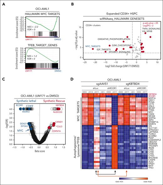 UM171 exposure elicits a CRL3KBTBD4-dependent reduction of MYC transcriptional activity. (A) Gene set enrichment analysis showing MYC-associated (upper panel) and TFEB-associated (lower panel) gene signatures in OCI-AML1 cell line after exposure to UM171 (250 nM, 24 hours). (B) Gene set enrichment analysis performed on single-cell RNA sequencing show differentially regulated pathways in CB-derived CD34+ subsets after 7 days expansion in presence of UM171 (35 nM) vs vehicle (DMSO). (C) Genome wide CRISPR/CRISPR-associated protein 9 knockout screen identified in addition to RCOR1,2 MYC, and its associated regulator CDK9 as synthetic lethal targets of UM171 in OCI-AML1 cell line. (D) Heat map showing transcriptomic expression of MYC (top) and TFEB (bottom) downstream targets upon exposure of DMSO (vehicle), UM134 (inactive analog of UM171, 250 nM), UM171 (250 nM), or LSD1 inhibitor (TCP, 10 μM) in the indicated group (sgAAVS1/shLuc, sgAAVS1/shRCOR1, sgKBTBD4/shLuc, and sgKBTBD4/shRCOR1). See also supplemental Figures 2 and 3. sg, single guide (RNA); sh, short hairpin (RNA).