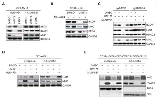 UM171 targets chromatin-bound MYC for degradation in a CRL3KBTBD4 dependent manner. (A) Western blot analysis of total proteins extracted from OCI-AML1 cells exposed to DMSO, UM171 (250 nM), or BRD4 inhibitor ARV771 (1 μM) in presence or absence of the neddylation inhibitor MLN4924 (1 μM) for 4 hours. Representative blots showing BRD4, RCOR1, MYC, and KBTBD4 (loading control) protein levels. (B) Western blot analysis of total proteins extracted from day 3–expanded CD34+ CB cells exposed to DMSO, UM171, DMSO/MLN4924, or UM171/MLN4924 for 4 hours. Representative blot showing RCOR1, MYC, BRD4, and CAND1 (loading control) protein levels. (C) Western blot analysis of total proteins extracted from sgAAVS1- or sgKBTBD4-engineered OCI-AML1 cells exposed to DMSO or UM171 (250 nM) for 4 hours, with or without MLN4924 (1 μM). Representative blots showing RCOR1, LSD1, HDAC2, MYC, and CAND1 (loading control) protein levels. (D) Western blot analysis of cytoplasmic vs chromatin bound proteins extracted from OCI-AML1 exposed to DMSO or UM171 (250 nM) for 1 hour with or without MLN4924 (1 μM). Representative blots showing LSD1, MYC, and CAND1 (loading control) protein levels. (E) Western blot analysis of cytoplasmic vs chromatin-bound proteins extracted from day 3–expanded CD34+ CB cells exposed to DMSO, UM171, DMSO/MLN4924, or UM171/MLN4924 for 4 hours. Representative blots showing MYC, RCOR1, TUBA, and NCL (loading controls) protein levels. See also supplemental Figure 4 for quantitative analysis of MYC protein levels.