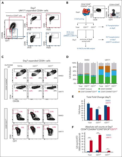 CD71 surface expression delineates distinct HSC-enriched subsets. (A) Representative FACS profiles showing percentage of CD45RAloCD71lo (red square) and CD45RAloCD71hi (blue square) subsets in CD34hi expanded cells and the expression of HSCs markers CD90, EPCR, and ITGA3 in these populations after 7 days culture in presence of UM171 (35 nM). (B) Schematic representation of the experimental design to determine the impact of CD71 levels on HSPC activity in fresh and ex vivo cultured CB cells. (C) Representative FACS profiles showing percentage of CD34+CD45RAlo, CD34+CD45RAhi, and CD90+CD71lo subsets in cultures initiated with total, CD71lo, and CD71hi sorted HSCs (CD34+CD38loCD45RAlo) populations and exposed to DMSO or UM171 (35 nM) for 7 days. (D) Cell lineage distribution in cultures initiated with total, CD71lo, and CD71hi sorted HSCs populations and exposed to DMSO or UM171 (35 nM) for 7 days. Bar graph showing total cell fold expansion (E) and absolute count of CD34hiCD45RAloCD90+EPCR+CD71lo HSC subset (F) in the indicated group. Representative of 3 independent experiments (2-sided Mann-Whitney U test; ∗P < .05, ∗∗P < .01, and ∗∗∗P < .001). See also supplemental Figures 8 and 9.