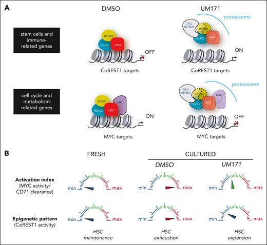 Highlights of 2 critical determinants (epigenetic and metabolic) for achieving optimal expansion of functional HSCs. (A) UM171-mediated CRL3KBTBD4 potentiation preserves HSCs epigenetic signature through CoREST1 degradation (upper panel) and restrain excessive HSC activation through reduction of MYC transcriptional activity (lower panel). (B) CoREST1 and MYC activity indexes may serve as a rheostat, controlling the balance between latent and primed HSCs thus preventing their functional decline upon ex vivo culture.