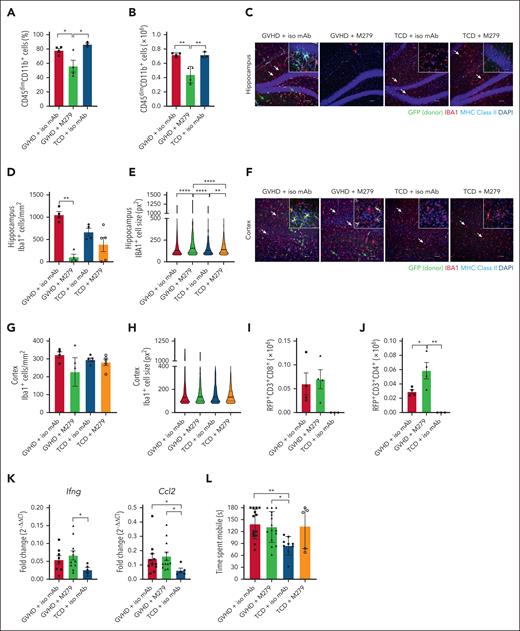 CSF1R blockade during established cGVHD. Lethally irradiated B6D2F1 mice received 5 × 106 TCD BM cells from a B6.Csf1r-eGFP donor with or without 0.5 × 106 CD3+ RFP+ T cells on day 0. M279 or isotype control antibody was administered from days 51 to 70 after transplant. CNS cGVHD was assessed on day 70 after transplant. (A) Frequency of CD45dimCD11b+ cells in the brain at day 70 after transplant; n = 3 to 4 mice per group, representative of 2 independent experiments. (B) Absolute number of CD45dimCD11b+ cells in the brain at day 70 after transplant; n = 3 to 4 mice per group, representative of 2 independent experiments. (C) Representative confocal images of GFP+/IBA1+ donor BMDM and GFP–/IBA1+ host microglia, and MHC class II expression in the hippocampus. Nuclei counterstained with DAPI. (D) Quantification of the total number of IBA1+ cells in the hippocampus at day 70 after transplant; n = 4 to 5 mice per group; data representative of 2 independent experiments. (E) Violin plot showing the quantification of the size of IBA1+ cells in the hippocampus from 4 to 5 mice per group, expressed as pixels squared. Bold line represents the median. (F) Representative confocal images of GFP+/IBA1+ donor BMDM and GFP-/IBA1+ host microglia, and MHC class II expression in the cortex. Nuclei counterstained with DAPI. (G) Quantification of the total number of IBA1+ cells in the cortex at day 70 after transplant; n = 4 to 5 mice per group; data representative of 2 independent experiments. (H) Violin plot showing the quantification of the size of IBA1+ cells in the cortex from 4 to 5 mice per group, expressed as pixels squared. Bold line represents the median. (I) Absolute number of donor graft-derived RFP+CD3+CD8+ T cells in the brain at day 70 after transplant; n = 3 to 4 mice per group; data from 1 experiment. (J) Absolute number of donor graft-derived RFP+CD3+CD4+ T cells in the brain at day 70 after transplant; n = 3 to 4 mice per group; data from 1 experiment. (K) mRNA expression of Ifng and Ccl2 in brains of transplant recipients as detected by qRT-PCR; n = 5 to 11 mice per group; data pooled from 2 independent experiments. (L) Time recipients spent mobile in the FST out of a total time of 180 seconds at day 70 after transplant; n = 5 to 15 mice per group; data pooled from 3 independent experiments. (C,F) Original magnification, ×20; scale bar, 50 μm. Insets: original magnification, ×100; scale bar, 10 μm. White arrows indicate IBA1+/GFP–/MHC class II- host microglia. Green arrows indicate IBA1+/GFP+/MHC class II+ donor BMDM. Statistics calculated by (A-B,I-J,L) ordinary 1-way ANOVA with Tukey multiple comparisons test, (D-E,G-H) Kruskall-Wallis nonparametric 1-way ANOVA with Dunn multiple comparisons test, (K) Mann-Whitney nonparametric t test (GVHD + iso mAb vs TCD + iso mAb or GVHD + M279 vs TCD + iso mAb). Data presented as mean ± SEM, except (E,H) presented as median. ∗P < .05; ∗∗P < .01; ∗∗∗∗P < .0001. DAPI, 4′,6-diamidino-2-phenylindole; mRNA, messenger RNA; qRT-PCR, quantitative reverse transcription polymerase chain reaction; SEM, standard error of the mean.