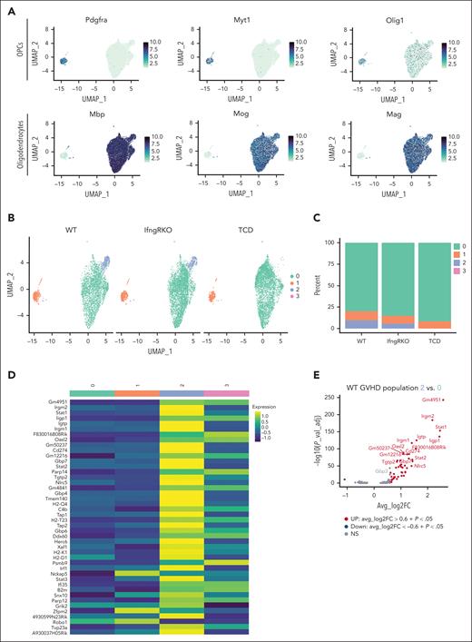 snRNA-seq reveals an interferon-responsive oligodendrocyte population in the cGVHD brain. (A) UMAP plots depicting the expression of various genes related to the identity of oligodendrocyte precursor cells (OPCs) and oligodendrocytes within the oligodendrocyte population. (B) UMAP plot depicting subclustering of OPCs & oligodendrocytes split by sample type. (C) Bar plot indicates the representation of each OPC/oligodendrocyte subcluster across the sample types. (D) Heat map depicting the average gene expression of the 44 genes identified as differentially expressed between population 0 and 2 in WT GVHD samples. (E) Volcano plot for WT GVHD oligodendrocytes in population 2 vs population 0. Plots shows -log10 of the adjusted P value and average log2 fold change (FC) for all genes, with highlighting of those that are significantly upregulated (avg_log2FC > 0.6 + P < .05, red) or downregulated (avg_log2FC < 0.6 + P > .5, blue) in oligodendrocytes from population 2 vs populations 0. Gray dots indicate genes that are not differentially expressed.